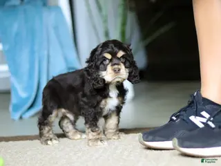 Cocker Spaniel dogs for sale: Coco - Ad 2