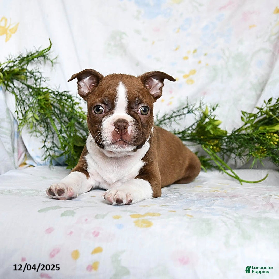 Boston Terrier dogs for sale: Barty - Ad 4