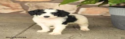 Double Doodle dogs for sale: Spotty - Ad 3