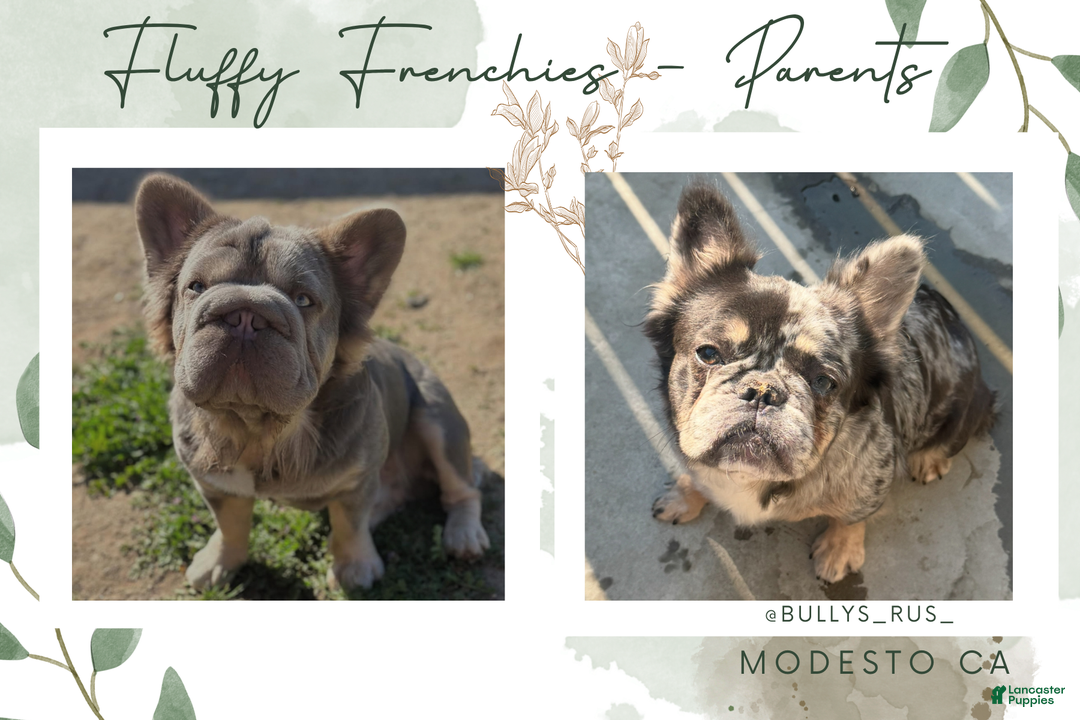 French Bulldog dogs for sale: Lilac Tan Merle Big Rope Fluffy Male - Ad 1
