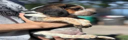 Beagle dogs for sale: Jax jr - Ad 5