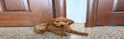 Cockapoo dogs for sale: Cockapoo female 2 - Ad 4