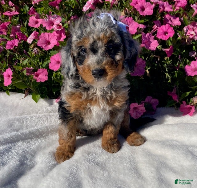 Mini Bernedoodle dogs for sale: Robin - Ad 1
