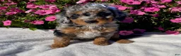 Mini Bernedoodle dogs for sale: Robin - Ad 1