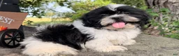 Shih Tzu dogs for sale: Shane Shih Tzu  - Ad 17