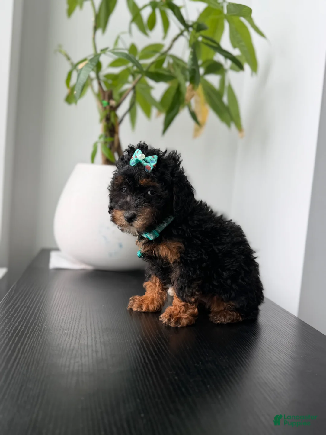 Toy Poodle dogs for sale: Tulip - Ad 2