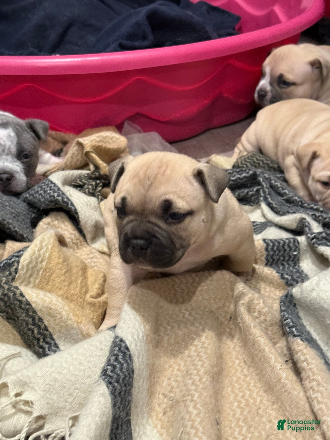 American Bully dogs for sale: Rocky - Ad 3