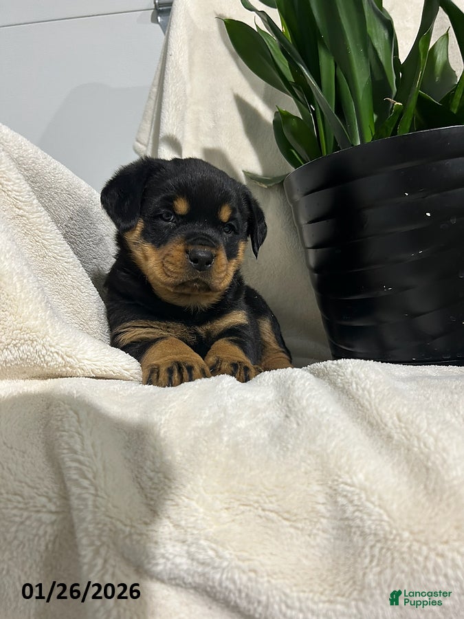 Rottweiler dogs Lucy - Ad 2