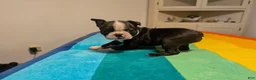 Frenchton dogs for sale: Jane - Ad 4