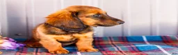 Miniature Dachshund dogs for sale: Bryce - Ad 5