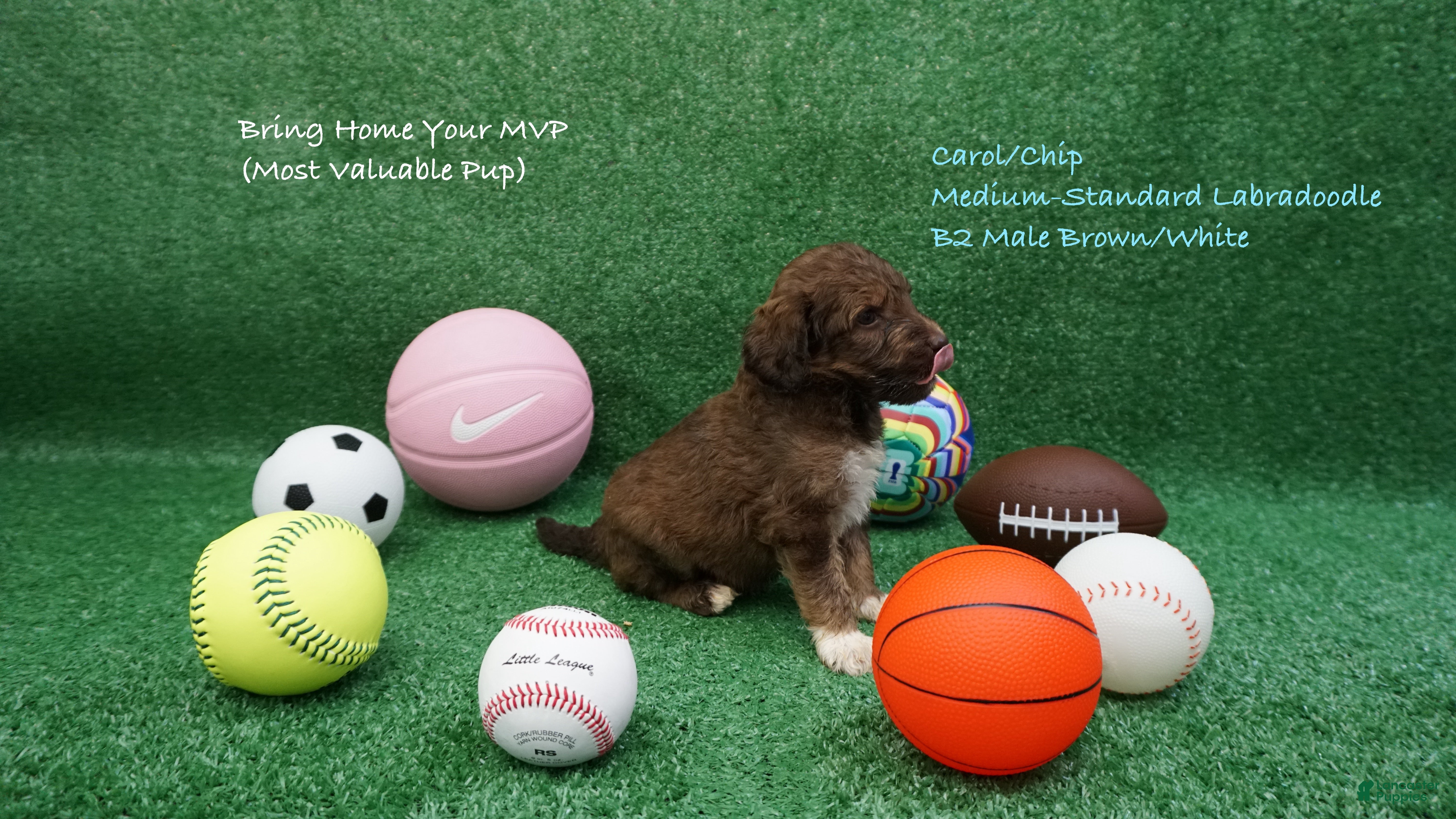 Australian Labradoodle dogs for sale: CCB2 - Ad 2