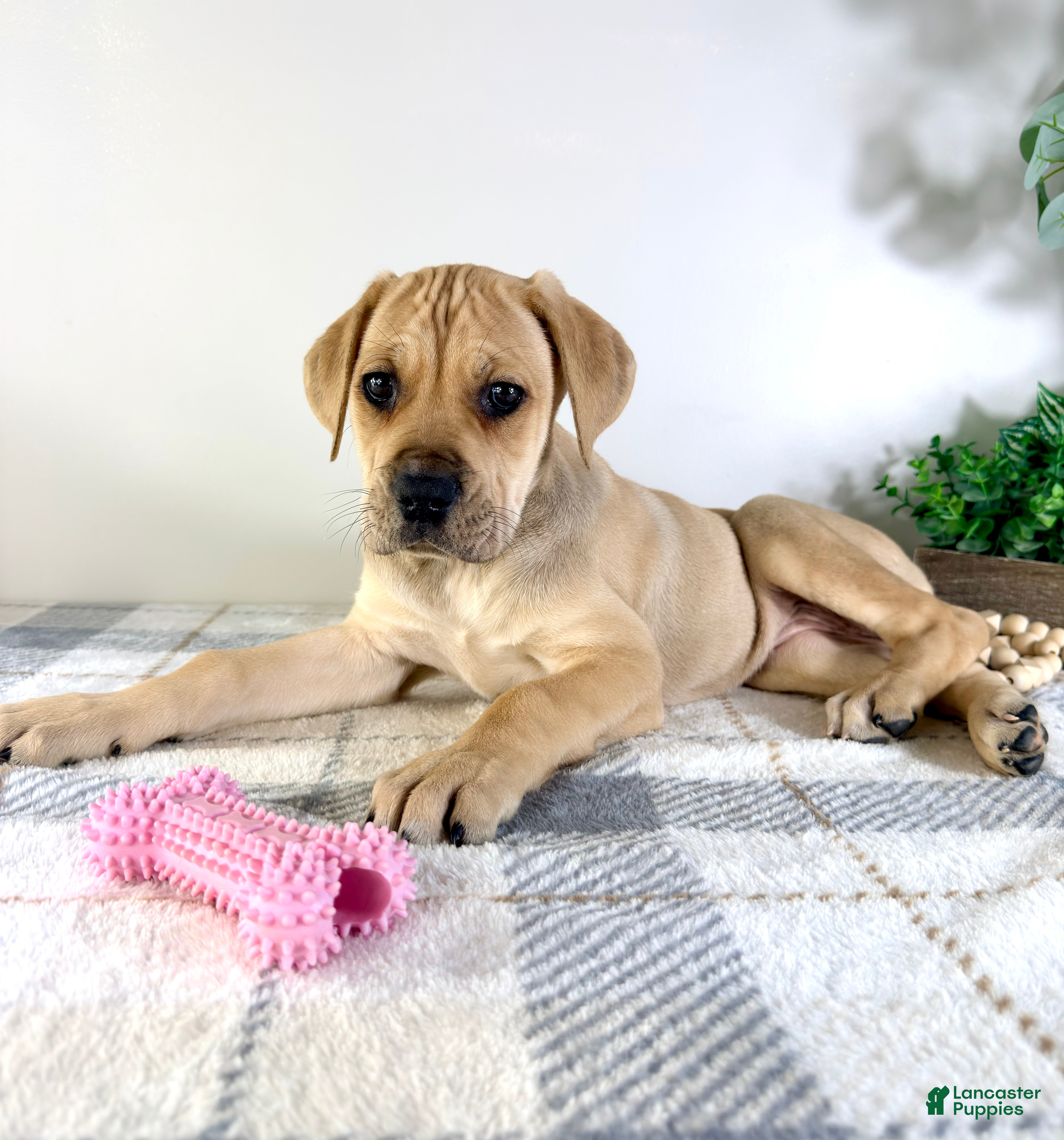 Cane Corso dogs Athena - Ad 24