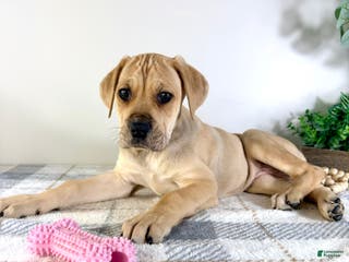 Cane Corso dogs Athena - Ad 15