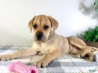 Cane Corso dogs Athena - Ad 41