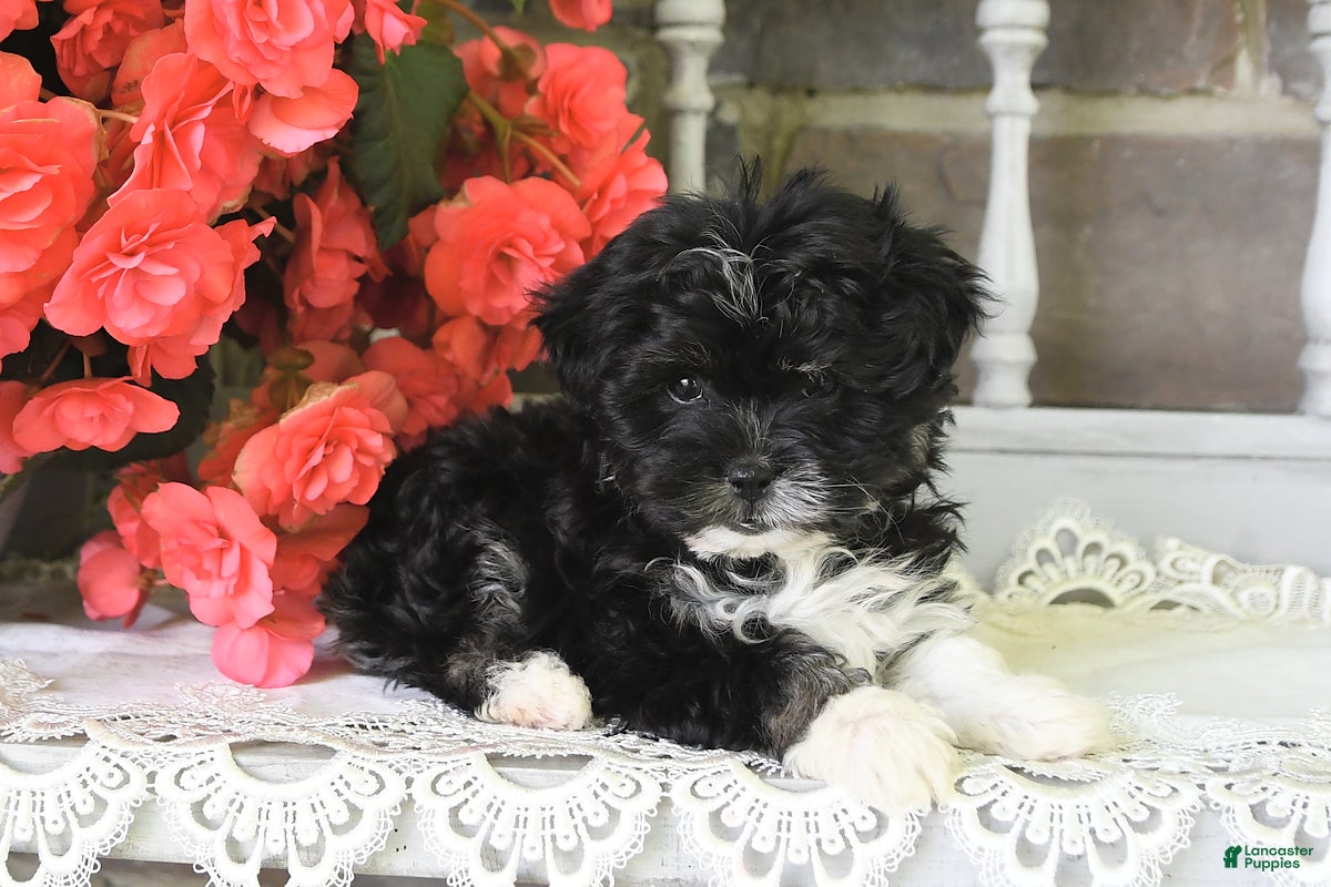 Havanese dogs Princess - Ad 2