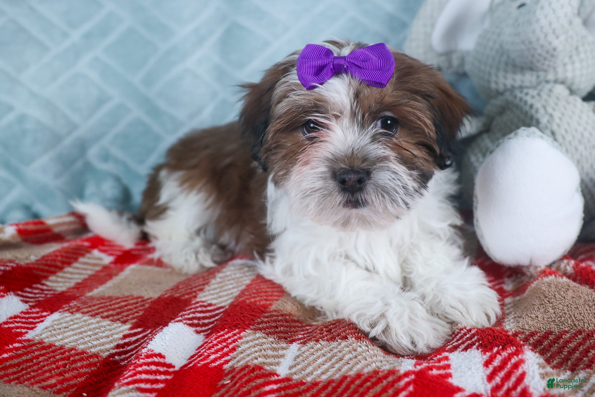 Teddy Bear dogs GINGER - Ad 2