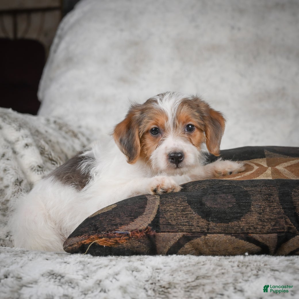 Mixed Breed dogs Chioe - Ad 2