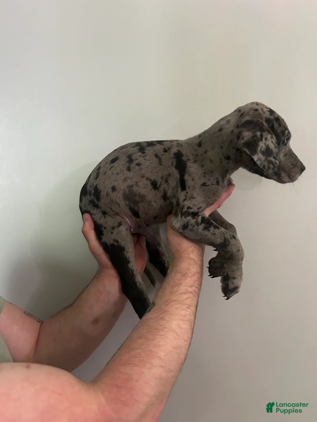 Mixed Breed dogs for sale: Puppy 1 - Ad 2