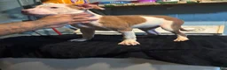 American Staffordshire Terrier dogs for sale: American Staffordshire Terrier 3 - Ad 5