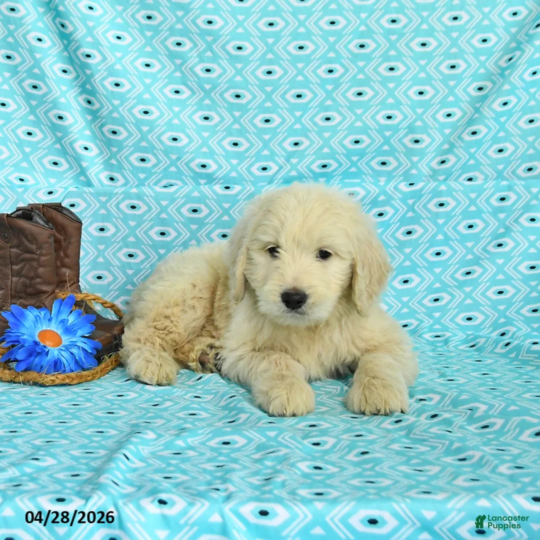 Goldendoodle dogs for sale: Max - Ad 2