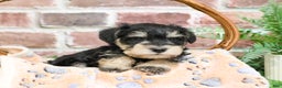Miniature Schnauzer dogs for sale: Gus - Ad 6