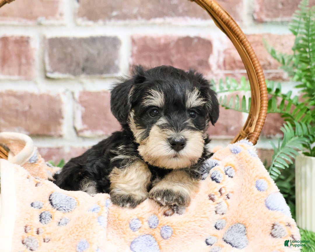 Miniature Schnauzer dogs for sale: Gus - Ad 6