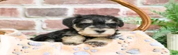Miniature Schnauzer dogs for sale: Gus - Ad 12
