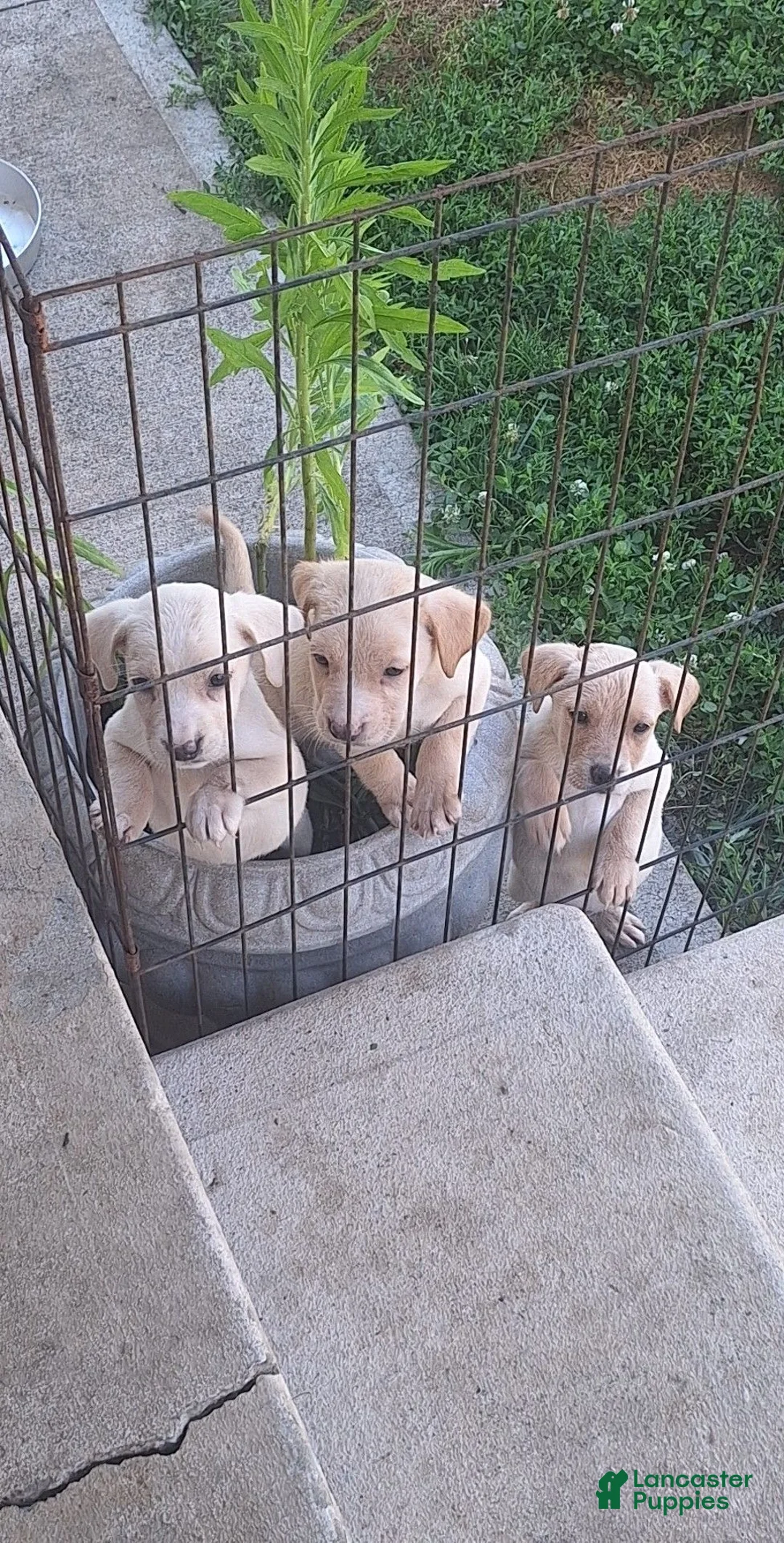 Golden Retriever dogs for sale: Golden Retriever 1 - Ad 2