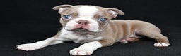 Boston Terrier dogs for sale: Lily - Ad 2