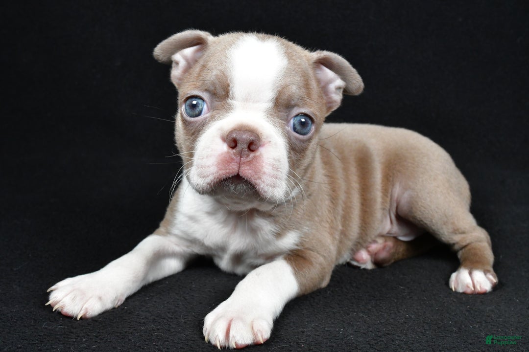 Boston Terrier dogs for sale: Lily - Ad 2