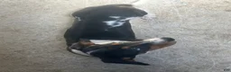 Dachshund dogs for sale: Akc Amy - Ad 5