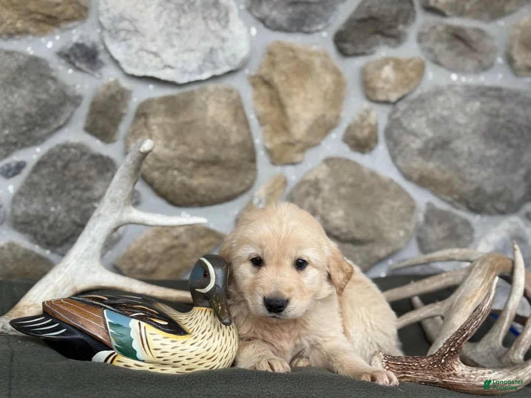 Golden Retriever dogs for sale: Aaron - Ad 2