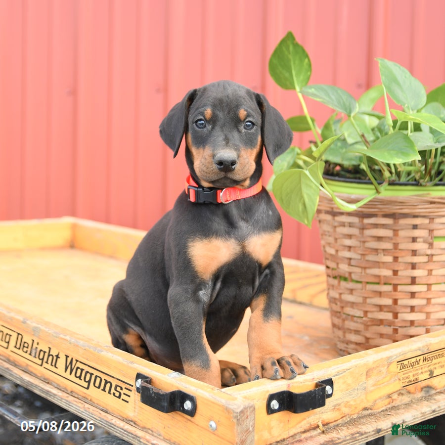 Doberman Pinscher dogs Roman - Ad 1