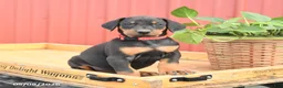 Doberman Pinscher dogs for sale: Roman - Ad 1