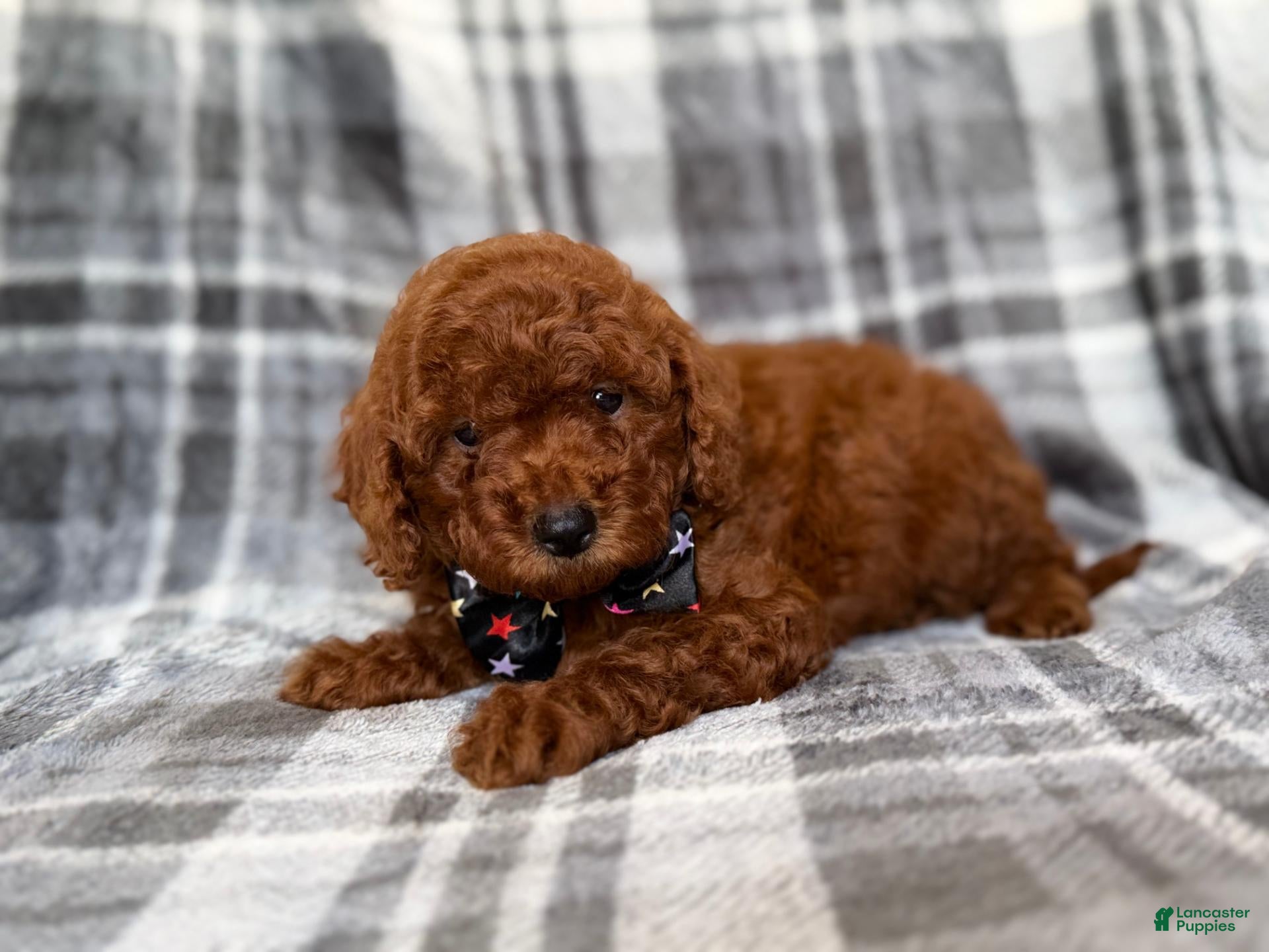 Mini Goldendoodle dogs Snickers - Ad 15