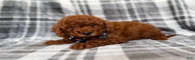 Snickers