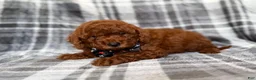 Mini Goldendoodle dogs for sale: Snickers - Ad 1