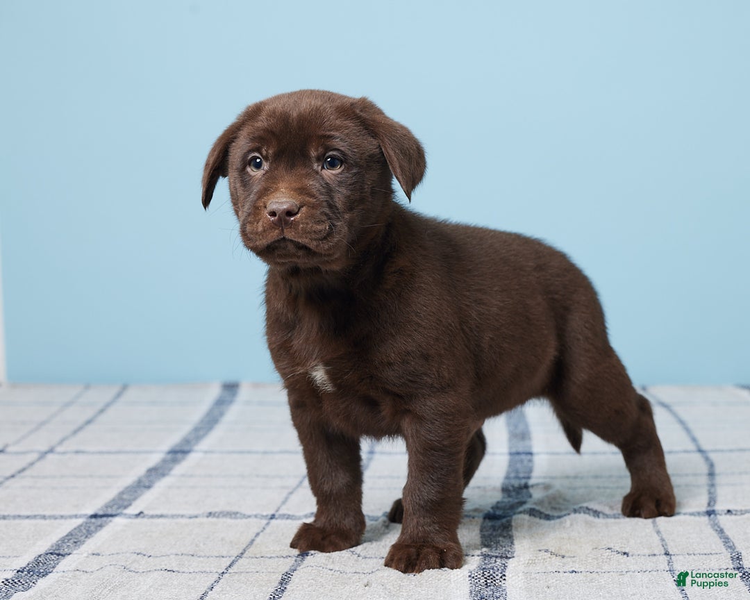 Labrador Retriever dogs for sale: Snoopy - Ad 5