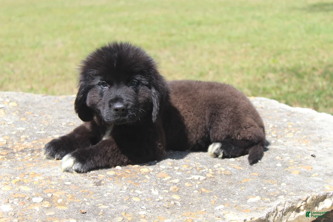Newfoundland dogs for sale: Harry - Ad 2