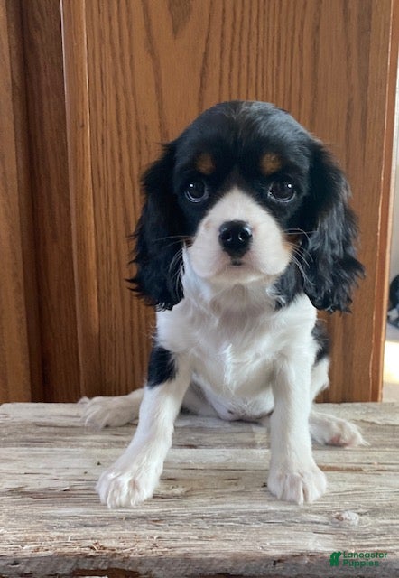 Cavalier King Charles Spaniel dogs Gabby- black tricolor - Ad 2