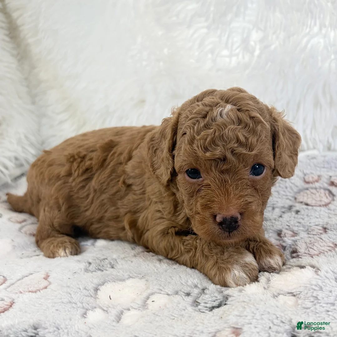 Toy Poodle dogs for sale: Asher - Ad 2