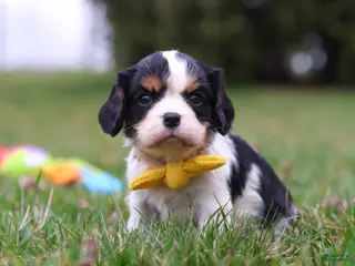 Cavalier King Charles Spaniel dogs for sale: Oliver - Ad 4