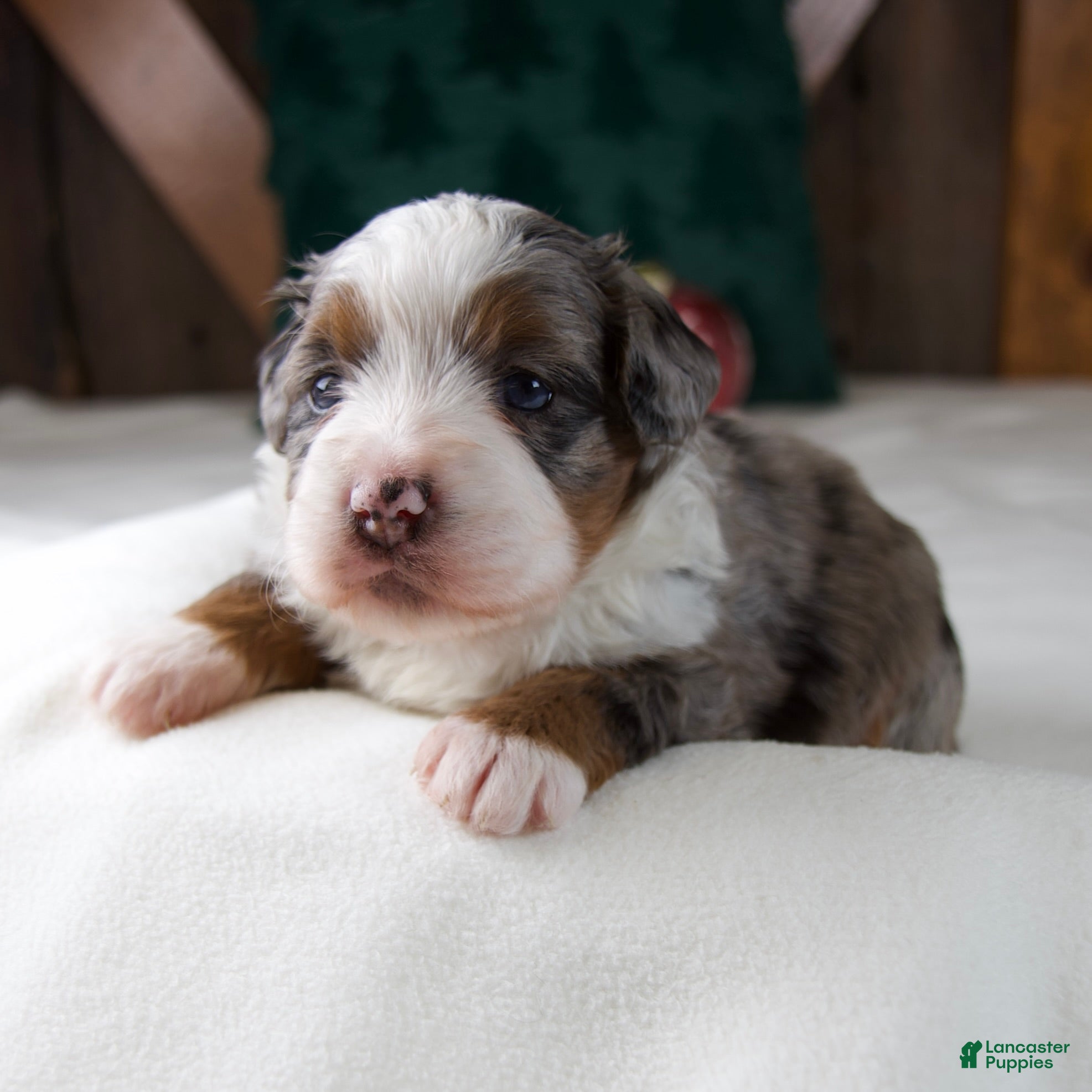 Mini Bernedoodle dogs Holly Girl - Ad 30