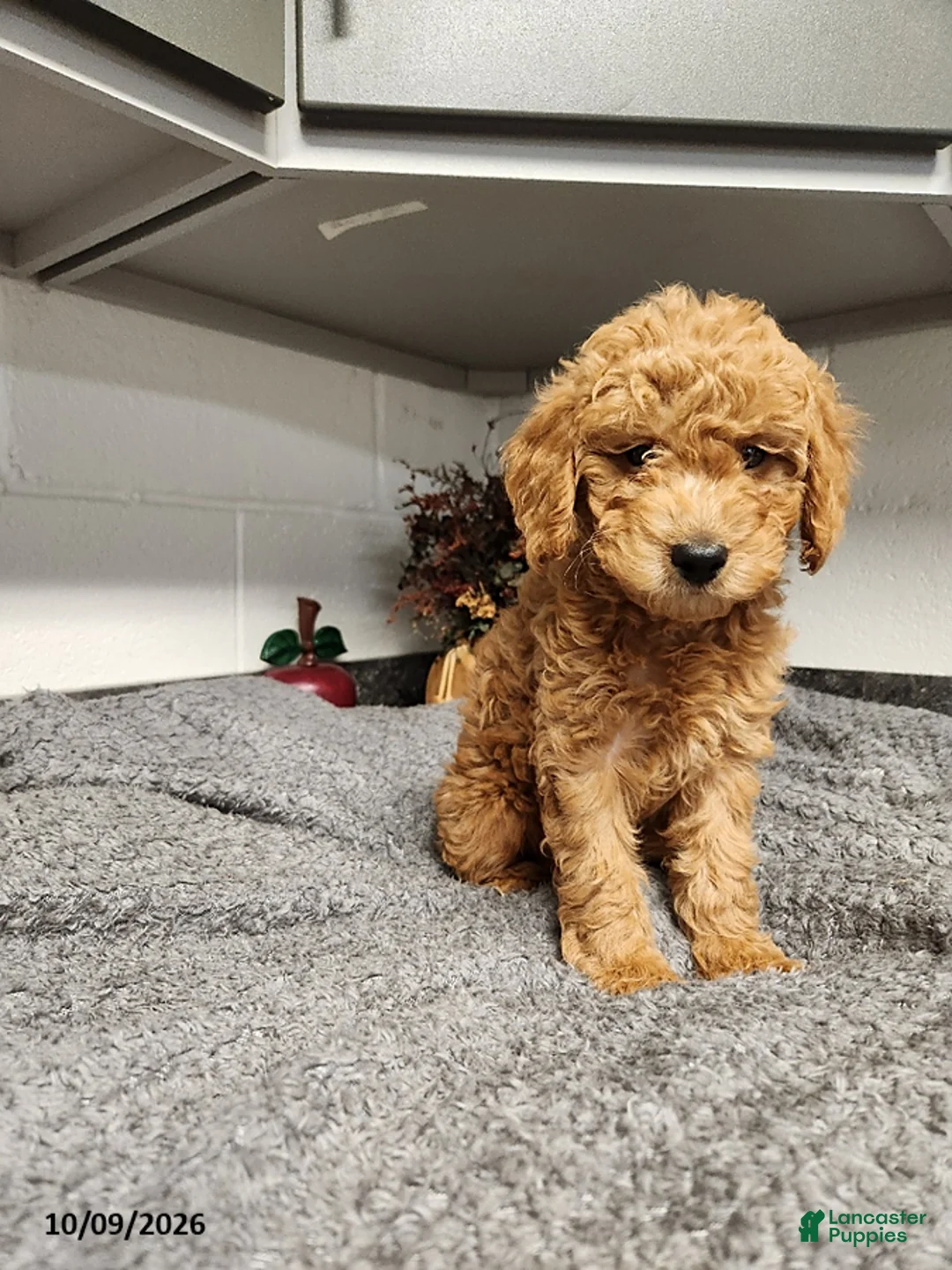 Mini Goldendoodle dogs for sale: Birdie - Ad 1