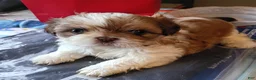 Shih Tzu dogs for sale: summer cloud - Ad 3