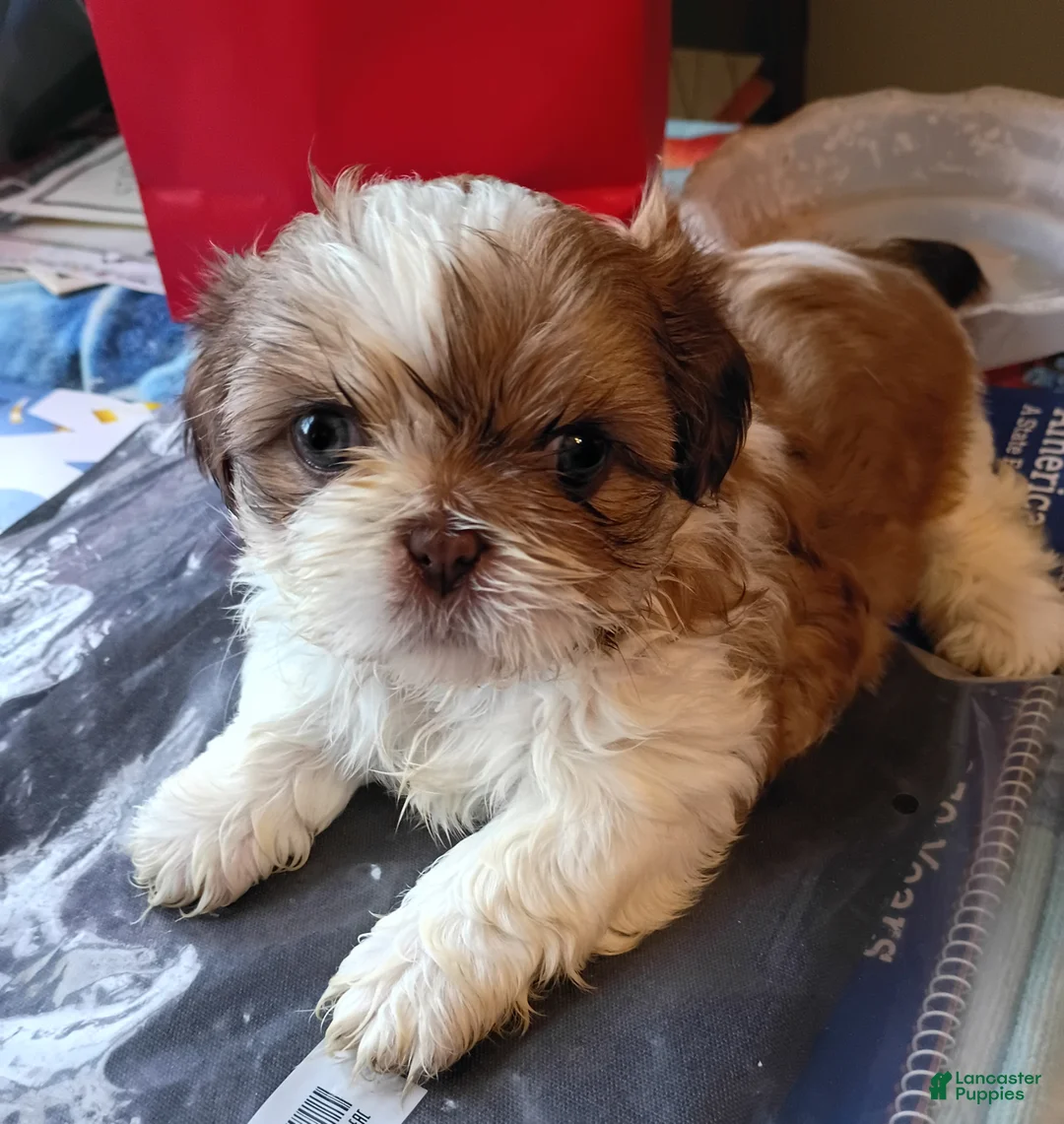 Shih Tzu dogs for sale: summer cloud - Ad 3