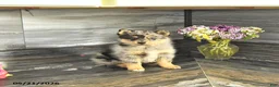 Pomsky dogs for sale: Jimba - Ad 2