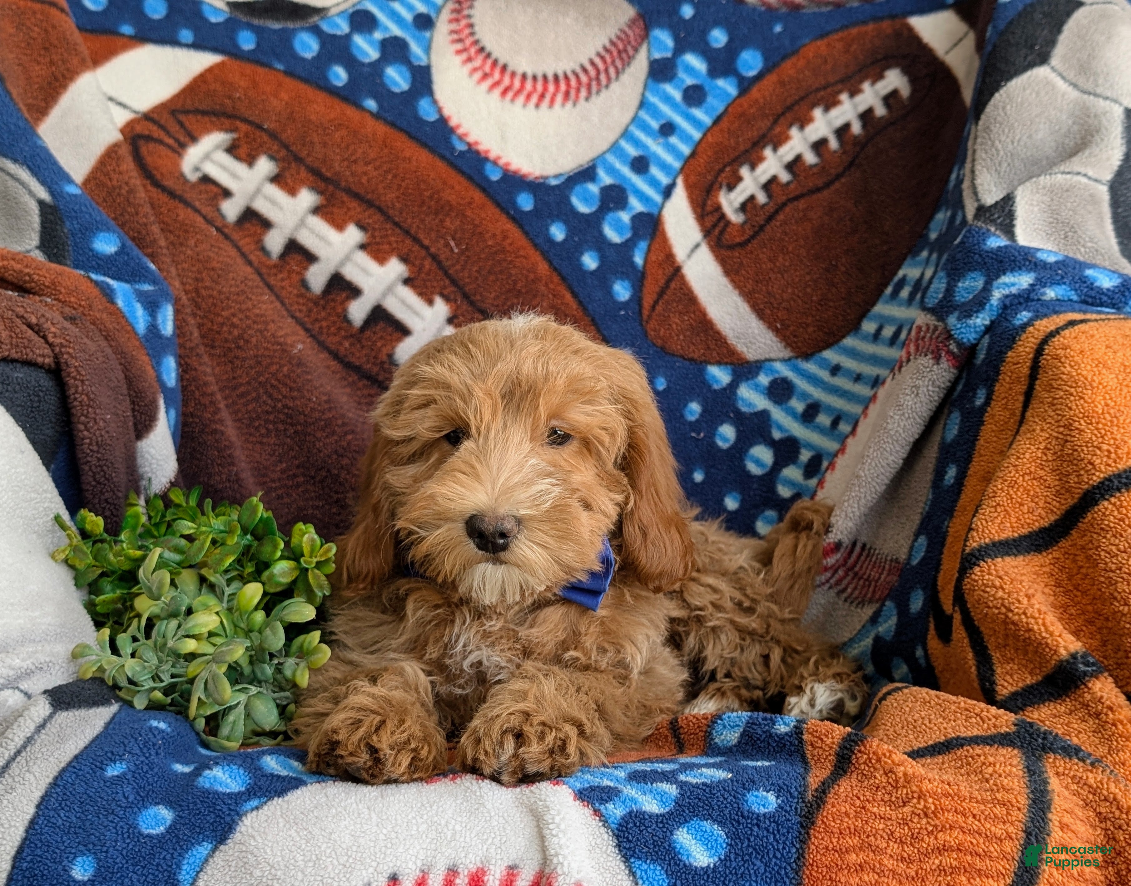 Mini Goldendoodle dogs Bronco Hypoallergenic - Ad 2