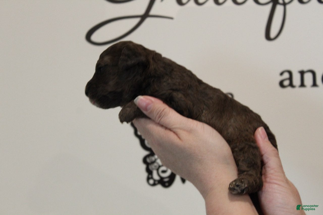 Toy Poodle dogs Boy 2 - Ad 1