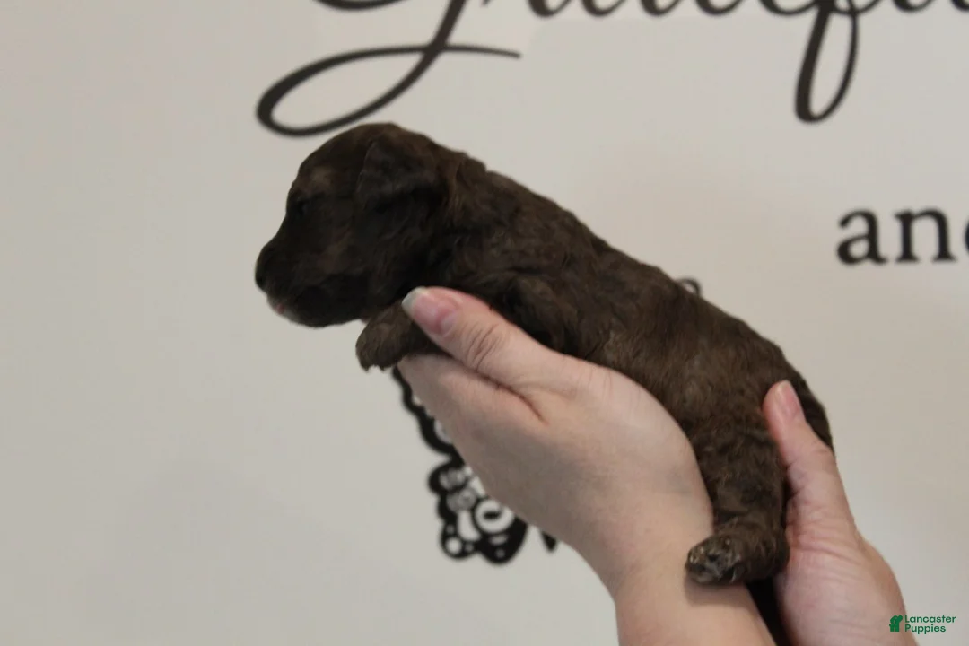 Toy Poodle dogs for sale: Boy 2 - Ad 1